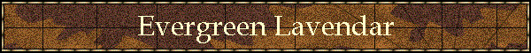 Evergreen Lavendar
